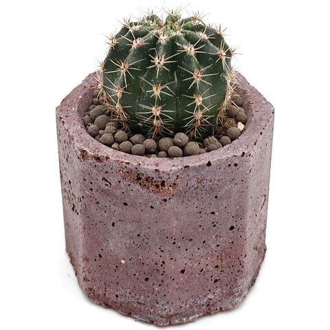 Кактус Эхинопсис Эрье