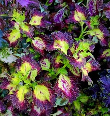 Pink Rigi Тай колеус КСР