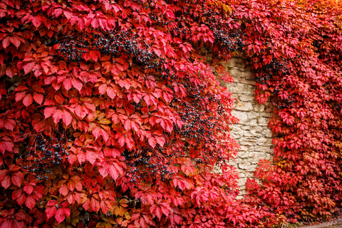Виноград девичий пятилисточковый (виргинский)