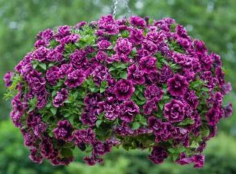 Петуния Tumbelina Compact Julianna