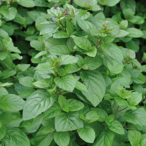 5008 Мята Granada  (Весна 2026)