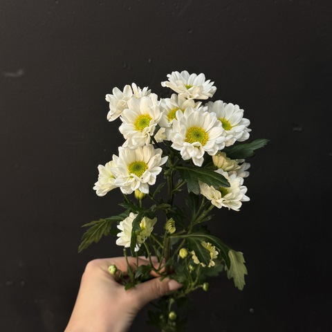 Хризантема кустовая ромашковая 50 см 1 шт