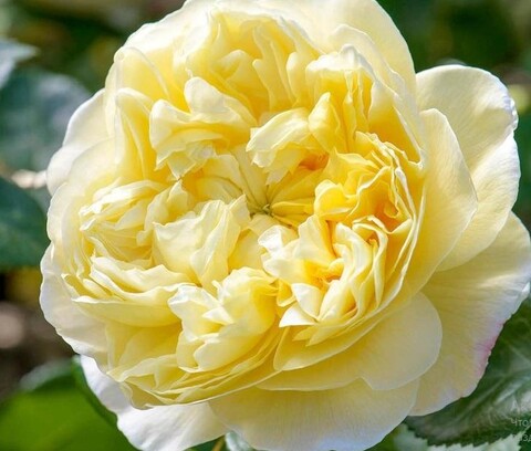 Роза английская Чарльз Дарвин