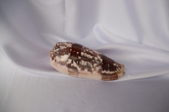 Конус Стриатус (Conus striatus), 12,5см, 1шт