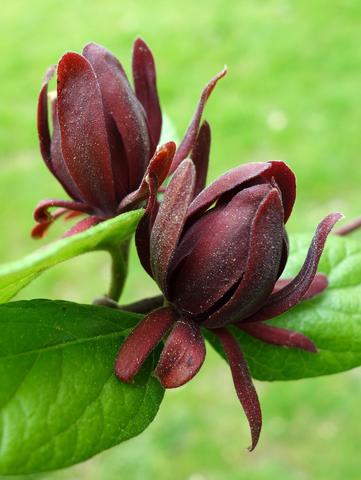 Каликант цветущий Calycanthus floridus