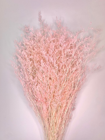 Кермек выбеленный Розовый жемчуг