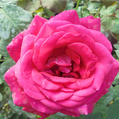 Роза чайно-гибридная Виен Роуз 