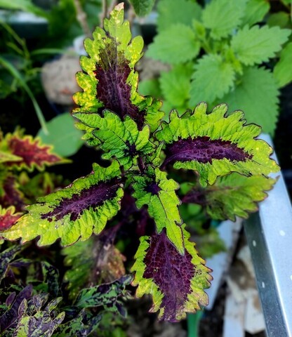 Сентябринка колеус