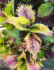 Palettparadisets Тай колеус КСР