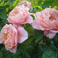 Роза чайно-гибридная Ферри Порше 
