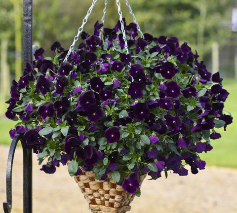 S2601 Виола ампельная Freefall Deep Violet 5шт.