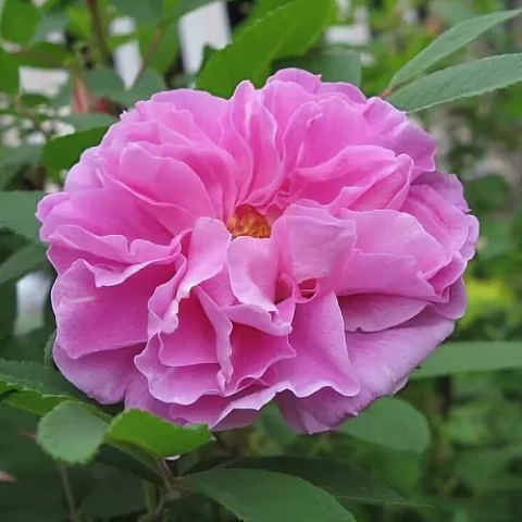 Роза канадская Therese Bugnet