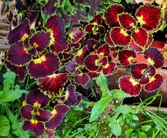 Trailing Burgundy колеус КСР