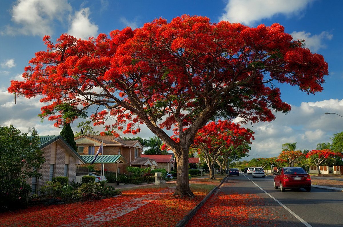 Делоникс королевский  Delonix regia