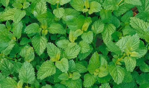 6302 Мелисса Fit (Весна 2026)