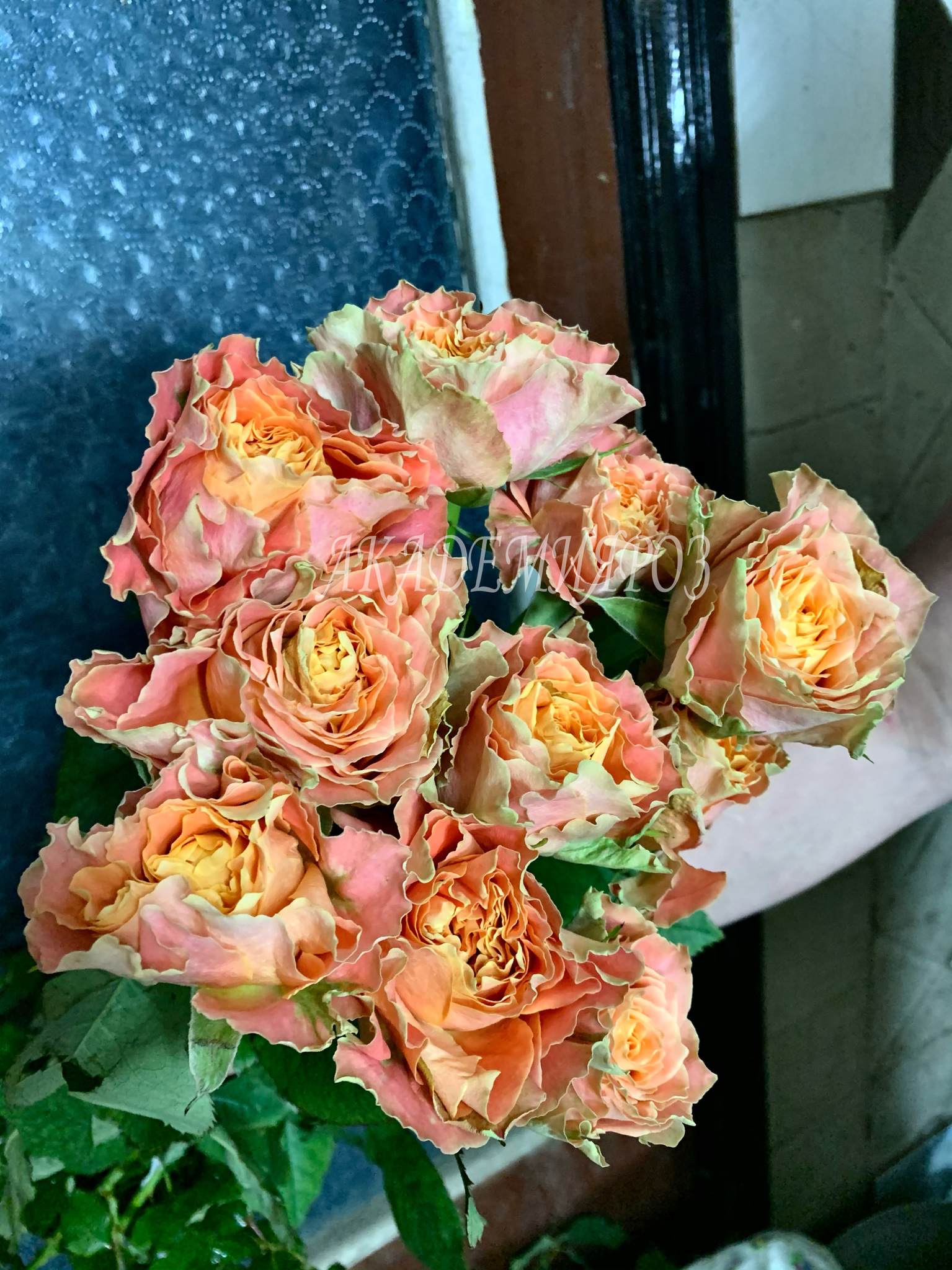 Цветки розы Кантри Спирит Луиза: крупные и яркие