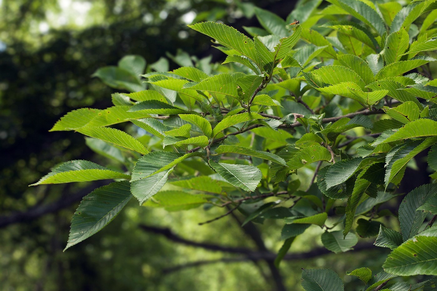 Вяз японский (Ulmus japonica)