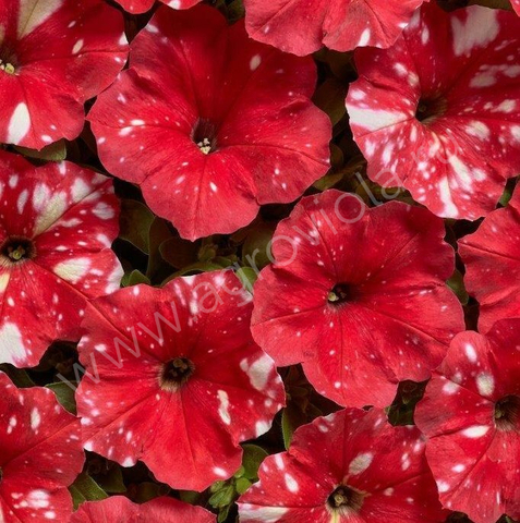S60165 Петуния кустовая Dot Star Red 10 шт.