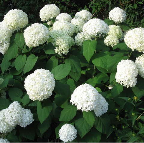 Гортензия древовидная 