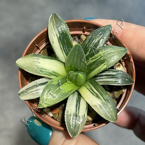 Хавортия Хейдельбергенсис вариегата d5