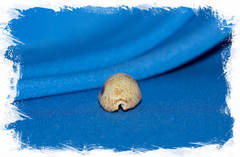 Раковина Ципрея небритес, Erosaria nebrites