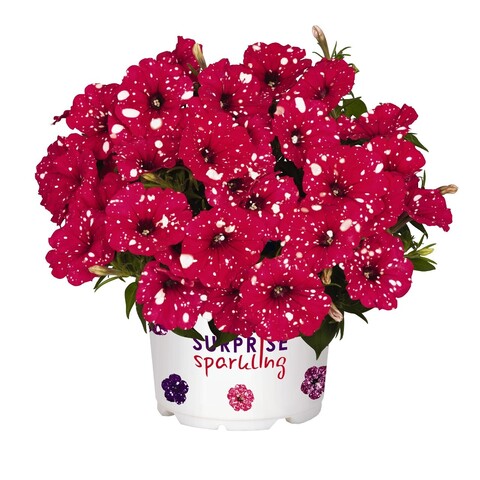 32105 Петуния SURPRISE SPARKLING RED (ВЕСНА 2025)