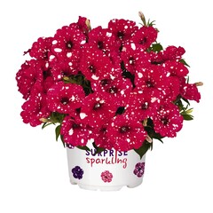 32105 Петуния SURPRISE SPARKLING RED (ВЕСНА 2025)