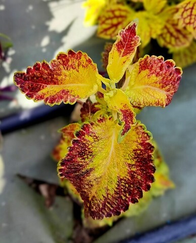 Райский сад ТТ колеус