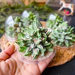 Новогодний зефир «Елка»