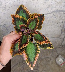 Vsplesk ES колеус КСР