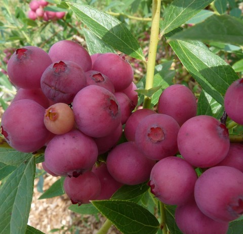 Голубика садовая пинк лемонад vaccinium corymbosum pink lemonade