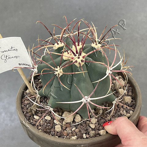 Ферокактус Эмори в керамике d17