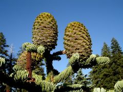 Семена Пихта великолепная Шастенса Abies magnifica var. Shastensis