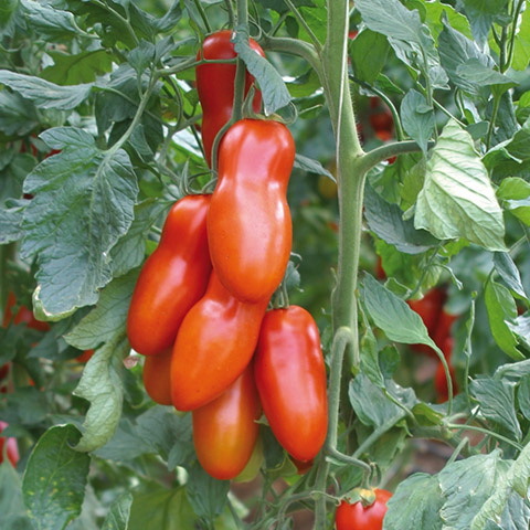 Красный Поззано F1 семена томата индетерминантного (Enza Zaden / Энза Заден) Поззано_F1.jpeg