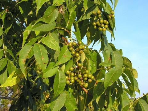 Бархат амурский