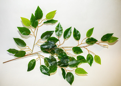 Фикус, ветка с листьями искусственная 63 см.