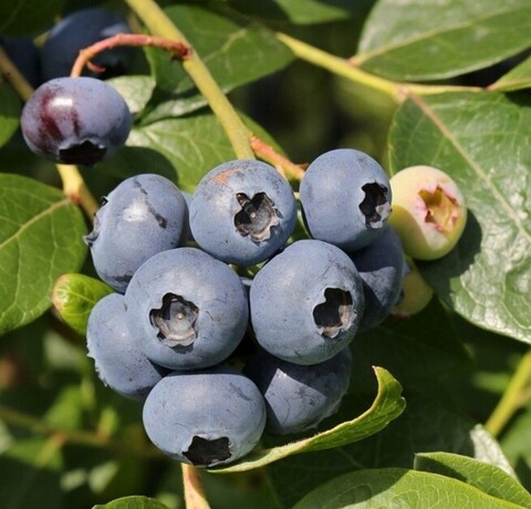 Голубика Чентеклир