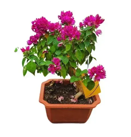 Бугенвиллия Бонсай