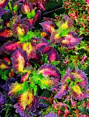 Pink Rigi Тай колеус КСР