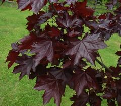 Клен остролистный Кримсон Кинг Глоб на штамбе РА 200