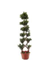 Фикус Large 8-character Ficus д.48