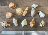 K16879 Коллекция морских ракушек раковин средних 11 шт.