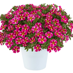 1995 Калибрахоа COLIBRI PINK BLING