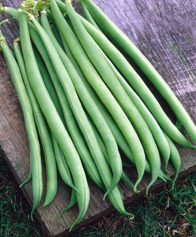 Семена Фасоль спаржевая Серенгети  (Syngenta) 50 гр