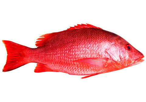 Большеглазый луциан охлажденный~2.5кг