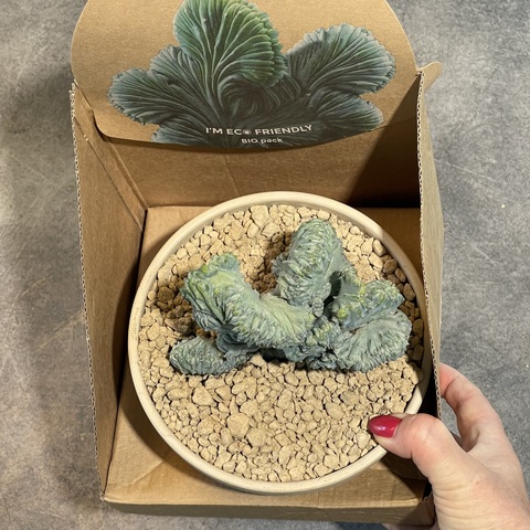 Миртиллокактус Геометризанс  Кристата в керамике d15