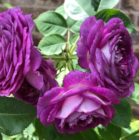 Лавендер Краш (Lavender Crush)