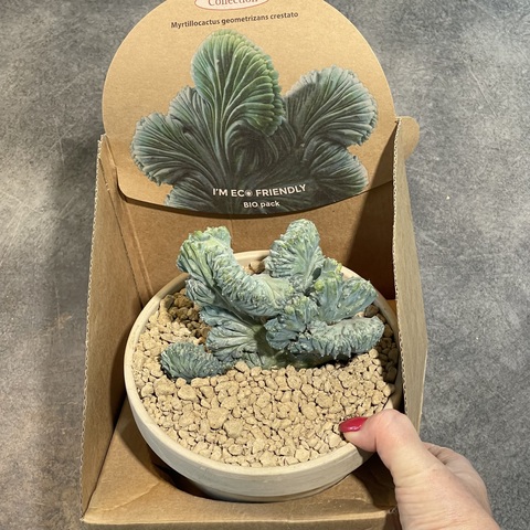 Миртиллокактус Геометризанс  Кристата в керамике d15