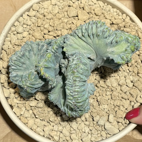 Миртиллокактус Геометризанс  Кристата в керамике d15