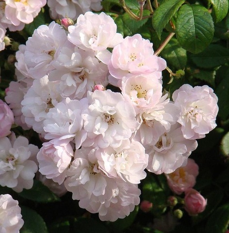 Гирлянд Роз (Guirlande Rose)